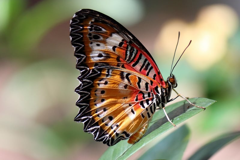 Butterfly Plants
