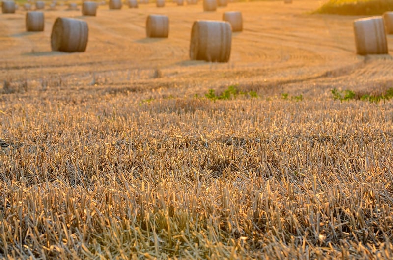 Quick Harvest