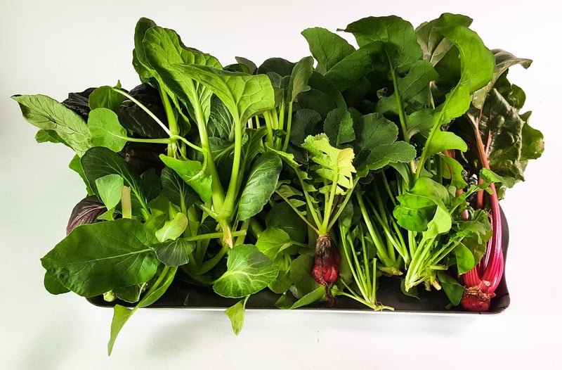 Hydroponics Farm