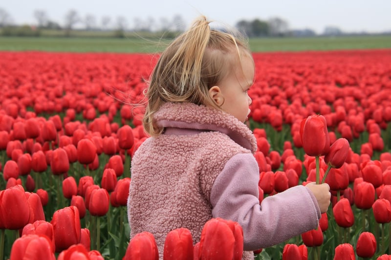 Netherlands Tulip Field