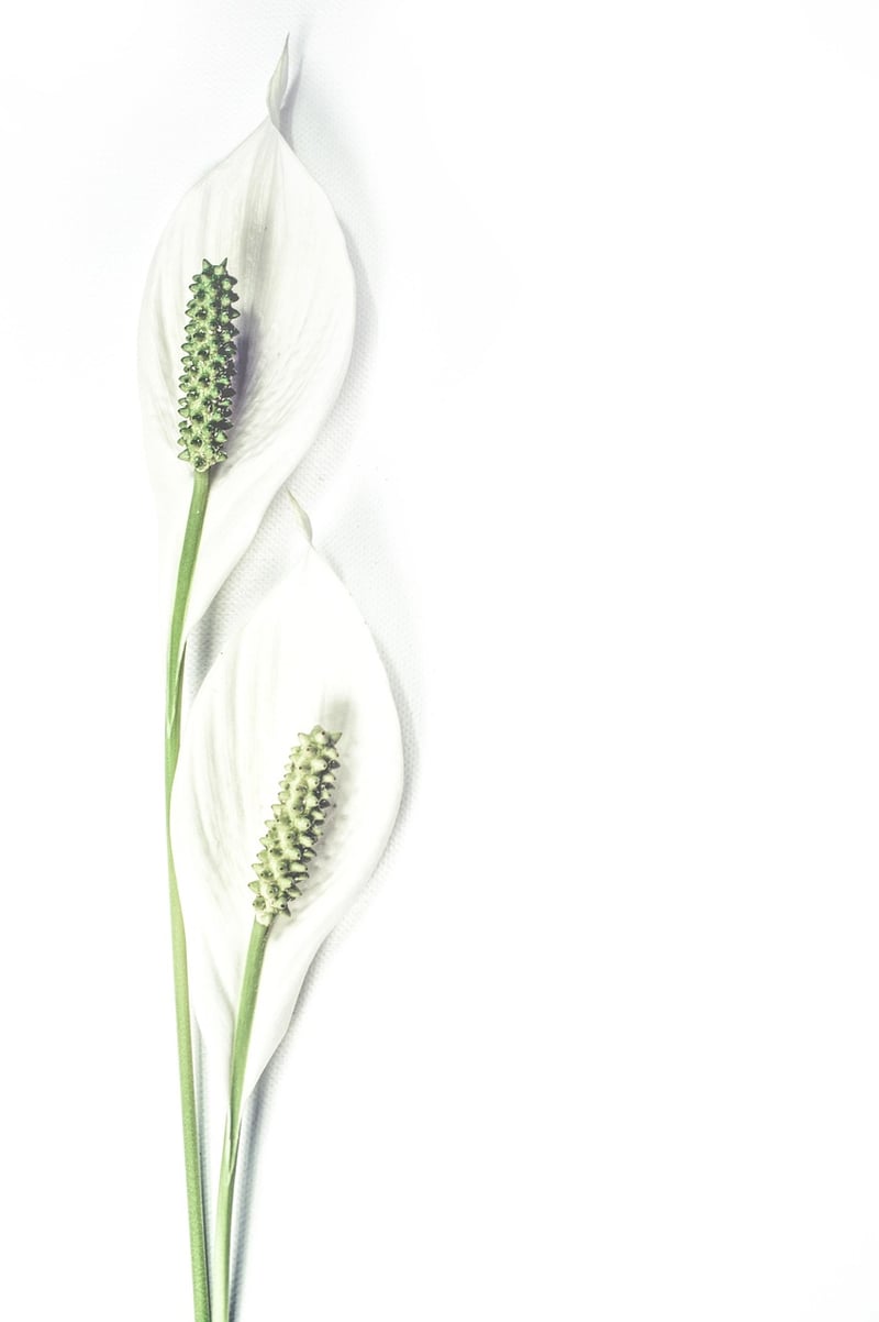 Peace Lily Plant